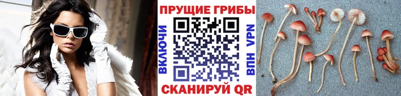 где купить   Алушта  Псилоцибиновые грибы прущие грибы 